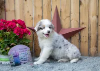 Vegas's Blue Merle Boy, a male Australian Shepherd for sale in Westfield, MA – 5 of 10