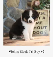 Vicki's black tri boy #2 , a male Australian Shepherd for sale in Westfield, MA – 2 of 3