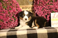 Misty's tri girl #1, a female Australian Shepherd for sale in Westfield, MA – 3 of 10