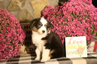 Misty's tri girl #1, a female Australian Shepherd for sale in Westfield, MA – 6 of 10