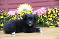 Char-Lynne's Black Bi Boy, a male Toy Australian Shepherd for sale in Westfield, MA – Photo 5 of 8