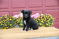 Char-Lynne's Black Bi Boy, a male Toy Australian Shepherd for sale in Westfield, MA – Photo 8 of 8
