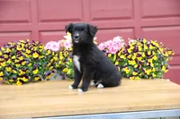 Char-Lynne's Black Bi Boy, a male Toy Australian Shepherd for sale in Westfield, MA – Photo 7 of 8