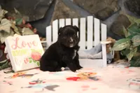 Char-Lynne's Black Bi Boy, a male Miniature Australian Shepherd for sale in Westfield, MA – Photo 4 of 10