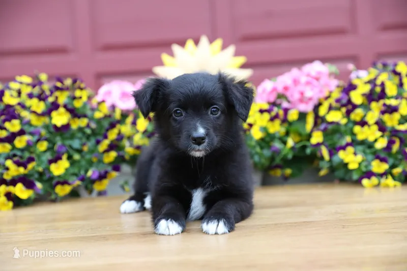 Char-Lynne's Black Bi Boy – Toy Australian Shepherd puppy for sale in Westfield, MA