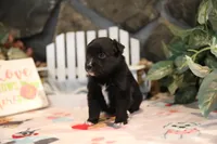 Char-Lynne's Black Bi Boy, a male Miniature Australian Shepherd for sale in Westfield, MA – Photo 6 of 10