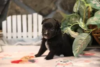 Char-Lynne's Black Bi Boy, a male Miniature Australian Shepherd for sale in Westfield, MA – Photo 10 of 10