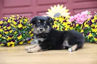 Char-Lynne's Black Tri Boy, a male Miniature Australian Shepherd for sale in Westfield, MA – 10 of 10