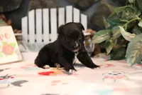 Char-Lynne's Black Bi Boy, a male Miniature Australian Shepherd for sale in Westfield, MA – Photo 5 of 10