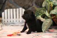 Char-Lynne's Black Bi Boy, a male Miniature Australian Shepherd for sale in Westfield, MA – Photo 8 of 10