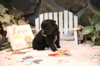 Char-Lynne's Black Bi Boy, a male Miniature Australian Shepherd for sale in Westfield, MA – Photo 9 of 10