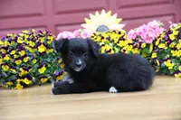 Char-Lynne's Black Bi Boy, a male Toy Australian Shepherd for sale in Westfield, MA – Photo 3 of 8