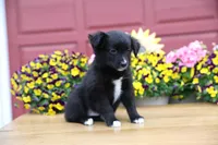 Char-Lynne's Black Bi Boy, a male Toy Australian Shepherd for sale in Westfield, MA – Photo 6 of 8