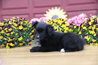 Char-Lynne's Black Bi Boy, a male Toy Australian Shepherd for sale in Westfield, MA – Photo 2 of 8