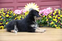 Char-Lynne's Black Tri Boy, a male Miniature Australian Shepherd for sale in Westfield, MA – 8 of 10