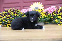 Char-Lynne's Black Bi Boy, a male Toy Australian Shepherd for sale in Westfield, MA – Photo 4 of 8