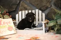 Char-Lynne's Black Bi Boy, a male Miniature Australian Shepherd for sale in Westfield, MA – Photo 7 of 10