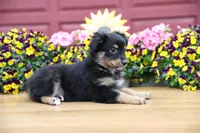 Char-Lynne's Black Tri Boy, a male Miniature Australian Shepherd for sale in Westfield, MA – 7 of 10