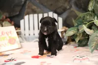 Char-Lynne's Black Bi Boy, a male Miniature Australian Shepherd for sale in Westfield, MA – Photo 2 of 10