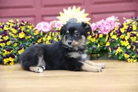 Char-Lynne's Black Tri Boy, a male Miniature Australian Shepherd for sale in Westfield, MA – 9 of 10