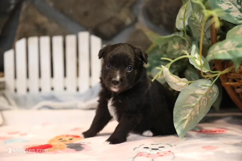 Char-Lynne's Black Bi Boy – Miniature Australian Shepherd puppy for sale in Westfield, MA