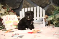 Char-Lynne's Black Bi Boy, a male Miniature Australian Shepherd for sale in Westfield, MA – Photo 3 of 10