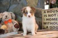 Patti's Red Merle Girl #2, a female Australian Shepherd for sale in Westfield, MA – 3 of 8