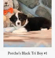 Porche's black tri boy #1, a male Australian Shepherd for sale in Westfield, MA – 3 of 3