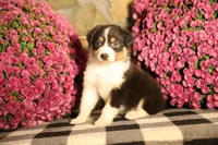 Luna's black tri girl #1, a female Australian Shepherd for sale in Westfield, MA – 3 of 7