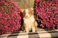 Luna's Red Tri Girl #1, a female Australian Shepherd for sale in Westfield, MA – 3 of 10