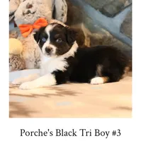 Porche's black tri boy #3, a male Australian Shepherd for sale in Westfield, MA – 3 of 3