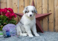 Vegas's Blue Merle Boy, a male Australian Shepherd for sale in Westfield, MA – 6 of 10