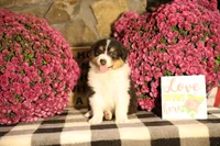 Luna's Black Tri Boy #2, a male Australian Shepherd for sale in Westfield, MA – 2 of 10