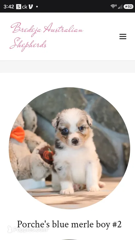 Porche's blue merle boy  – Australian Shepherd puppy for sale in Westfield, MA