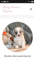 Porche's blue merle boy , a male Australian Shepherd for sale in Westfield, MA – 1 of 5