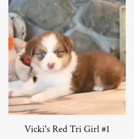 Vicki's red tri girl #1 , a female Australian Shepherd for sale in Westfield, MA – 3 of 3