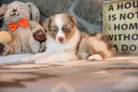 Patti's Red Merle Girl #4, a female Australian Shepherd for sale in Westfield, MA – 5 of 10
