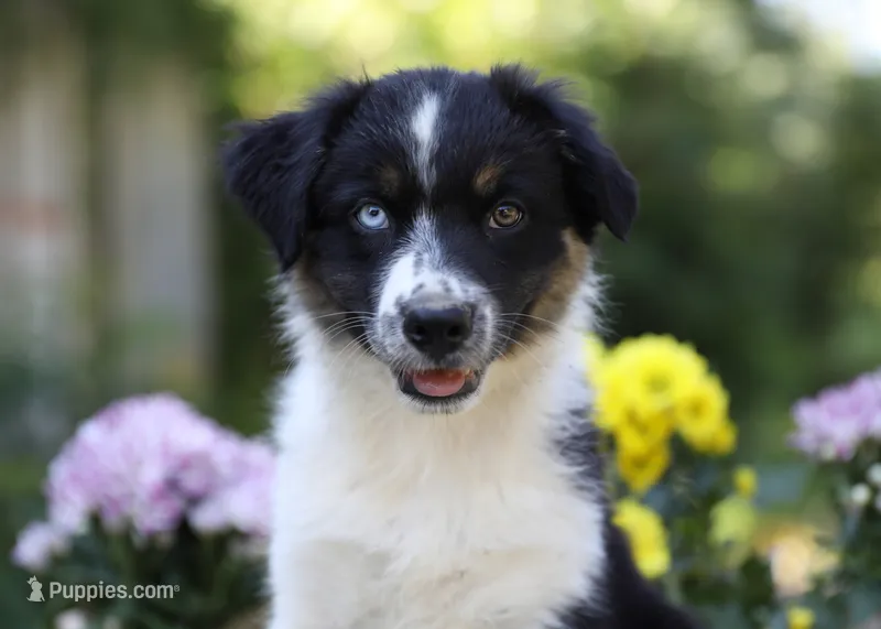 Porche's black tri boy #3 – Australian Shepherd puppy for sale in Westfield, MA