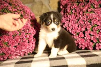 Luna's black tri girl #1, a female Australian Shepherd for sale in Westfield, MA – 2 of 7