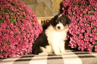 Luna's Black Tri Girl #2, a female Australian Shepherd for sale in Westfield, MA – 4 of 7