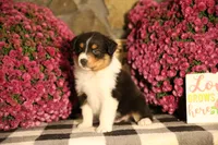 Luna's Black Tri Boy #1, a male Australian Shepherd for sale in Westfield, MA – 4 of 6