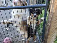 Porche's black tri boy #2, a male Australian Shepherd for sale in Westfield, MA – 7 of 7