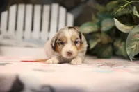 Lily-Rose's blue merle girl #2, a female Australian Shepherd for sale in Westfield, MA – Photo 1 of 6