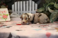 Lily-Rose's blue merle girl #2, a female Australian Shepherd for sale in Westfield, MA – Photo 4 of 6