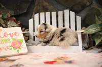 Lily-Rose's blue merle girl #2, a female Australian Shepherd for sale in Westfield, MA – Photo 5 of 6