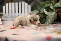 Lily-Rose's blue merle girl #2, a female Australian Shepherd for sale in Westfield, MA – Photo 6 of 6
