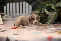 Lily-Rose's blue merle girl #2, a female Australian Shepherd for sale in Westfield, MA – Photo 2 of 6