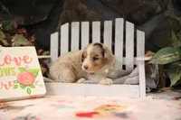 Lily-Rose's blue merle girl #2, a female Australian Shepherd for sale in Westfield, MA – Photo 3 of 6