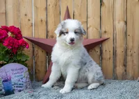 Vegas's Blue Merle Boy, a male Australian Shepherd for sale in Westfield, MA – 2 of 10