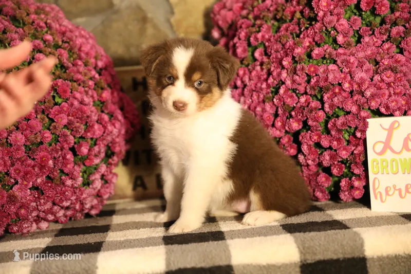 Luna's Red Tri Girl #2 – Australian Shepherd puppy for sale in Westfield, MA
